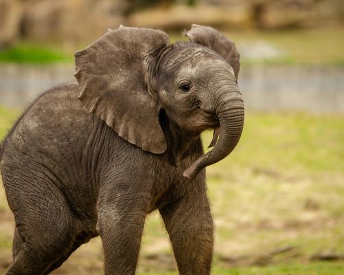 AMBOSELI NATIONAL PARK  - Image 2